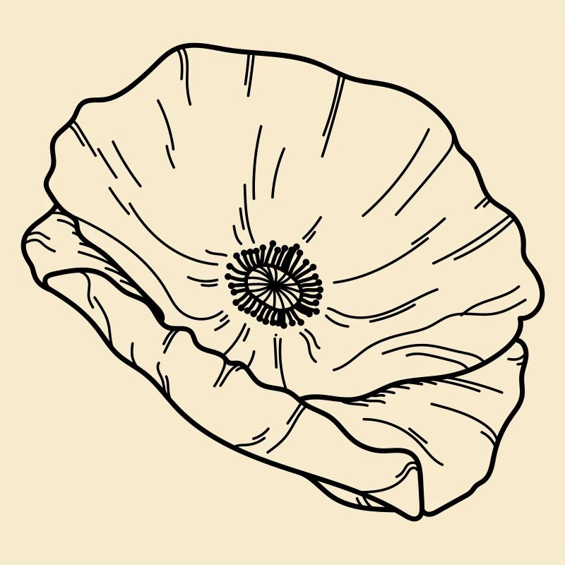 Mohn Blume Blüte