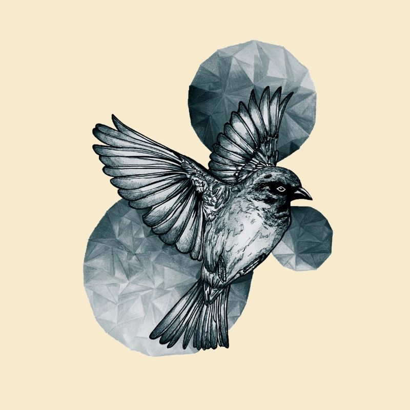 Dark Bird