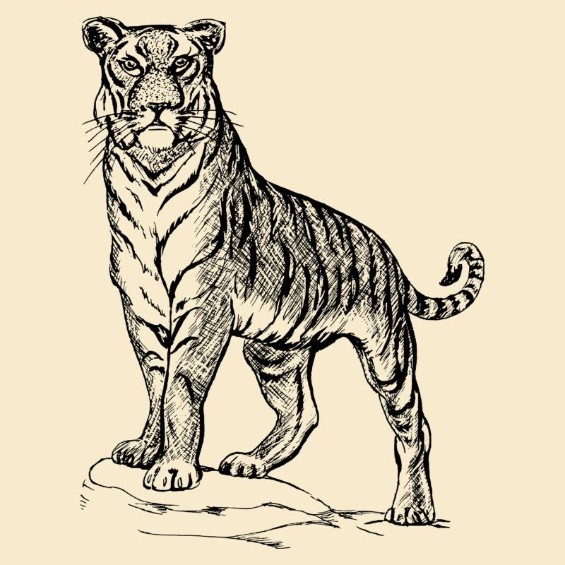 Tiger black and withe