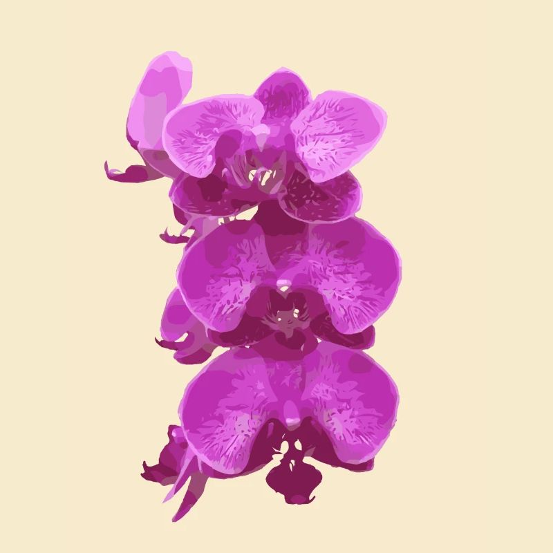 rose orchidée fleurs