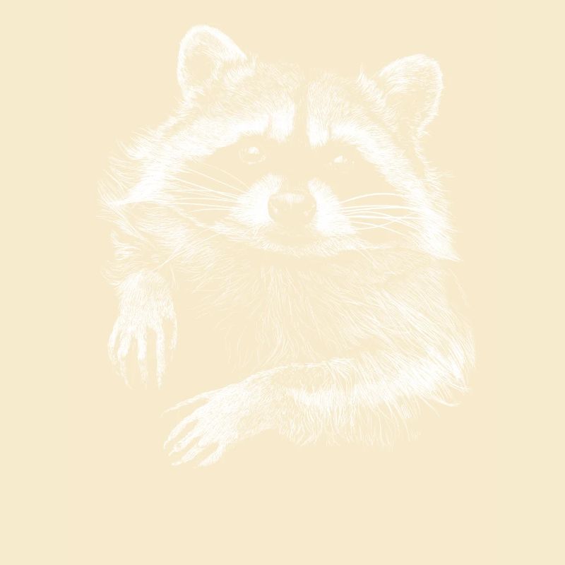 racoon