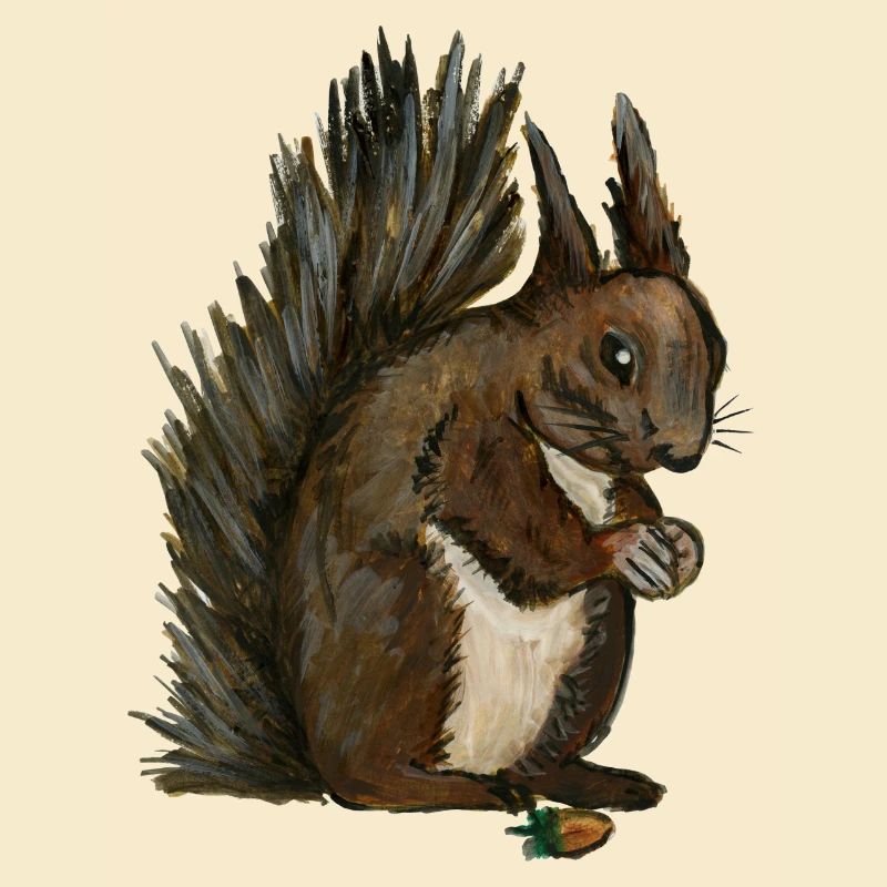 squirrel squirrel eichhörnchen esquilo hazelnut