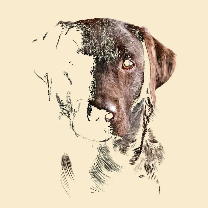 Labrador