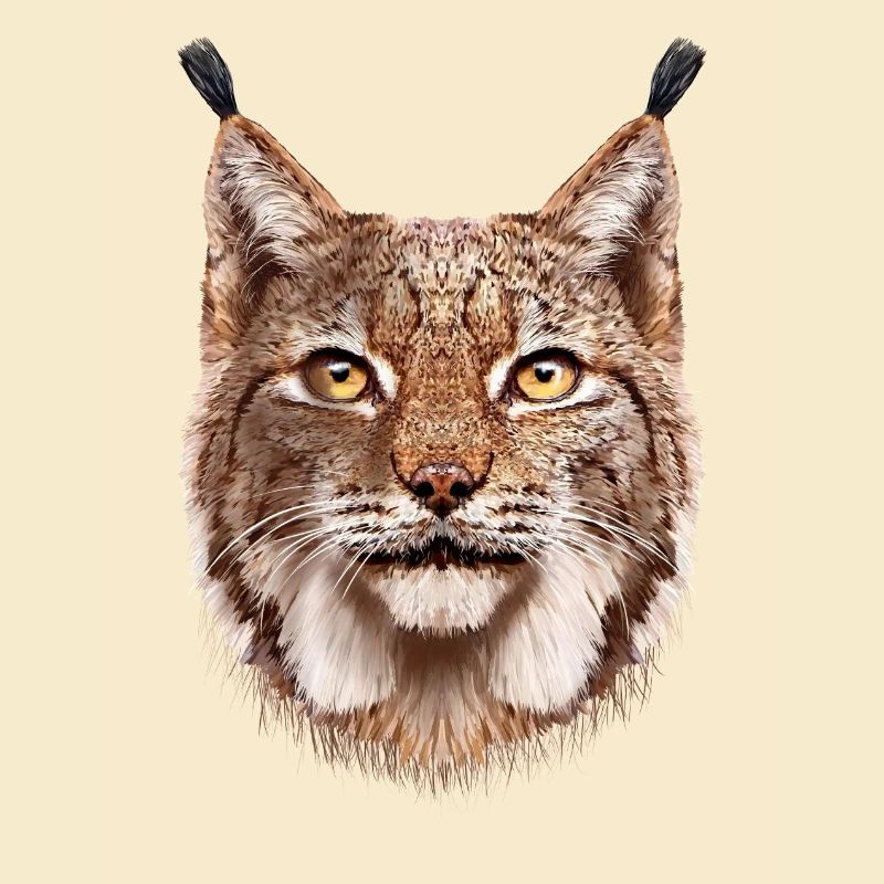 Luchs