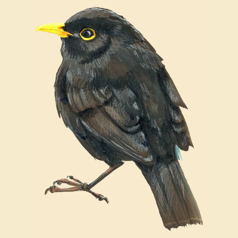 Amsel