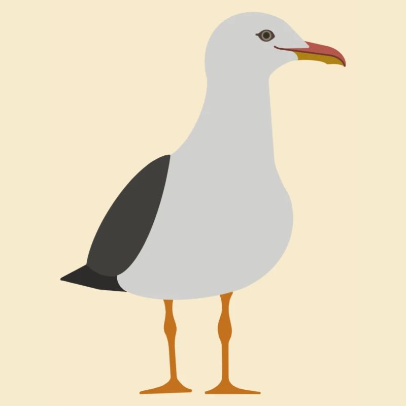 Möwe