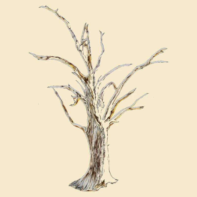 Baum