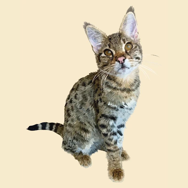 Tabby