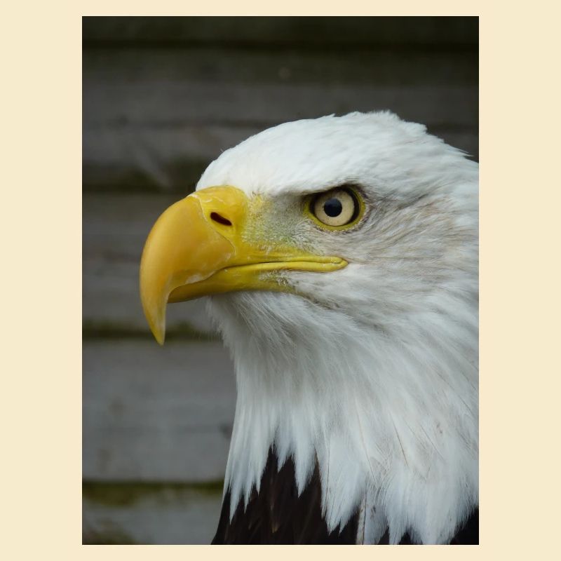 American Bald Eagle