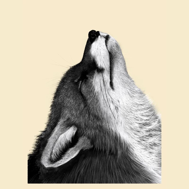 Fuchs