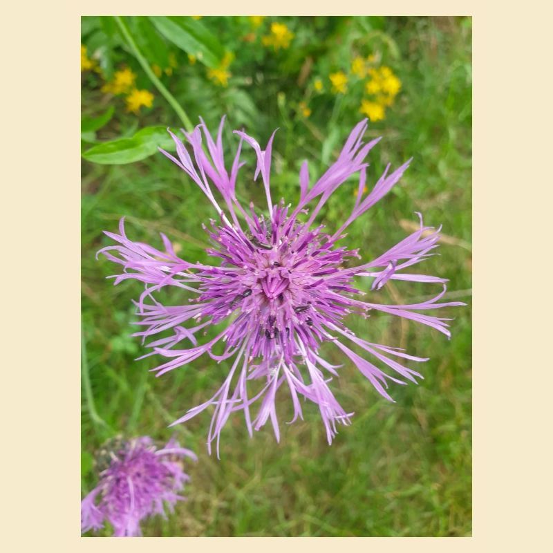 centaurée Centaurea scabiosa