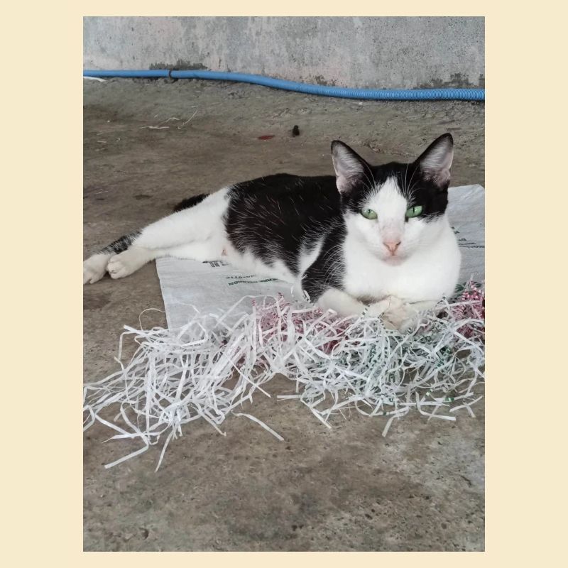Katzen