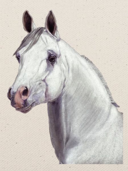 Arabisches Pferd