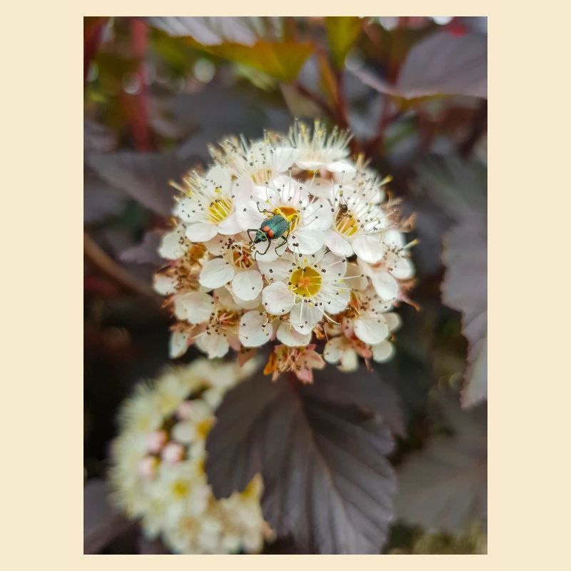 Neunrinde Physocarpus capitatus Blasenspiere