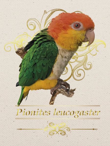 Der orangeköpfige Caique