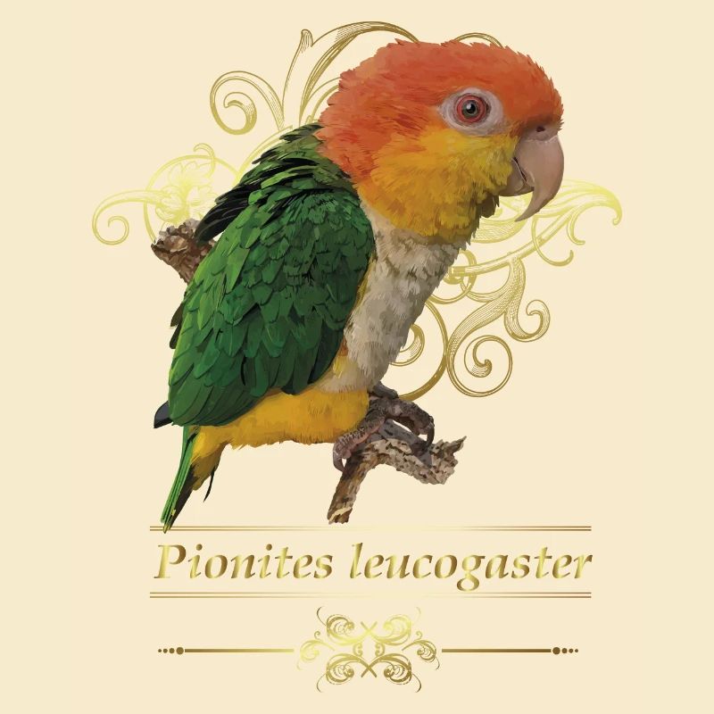Der orangeköpfige Caique