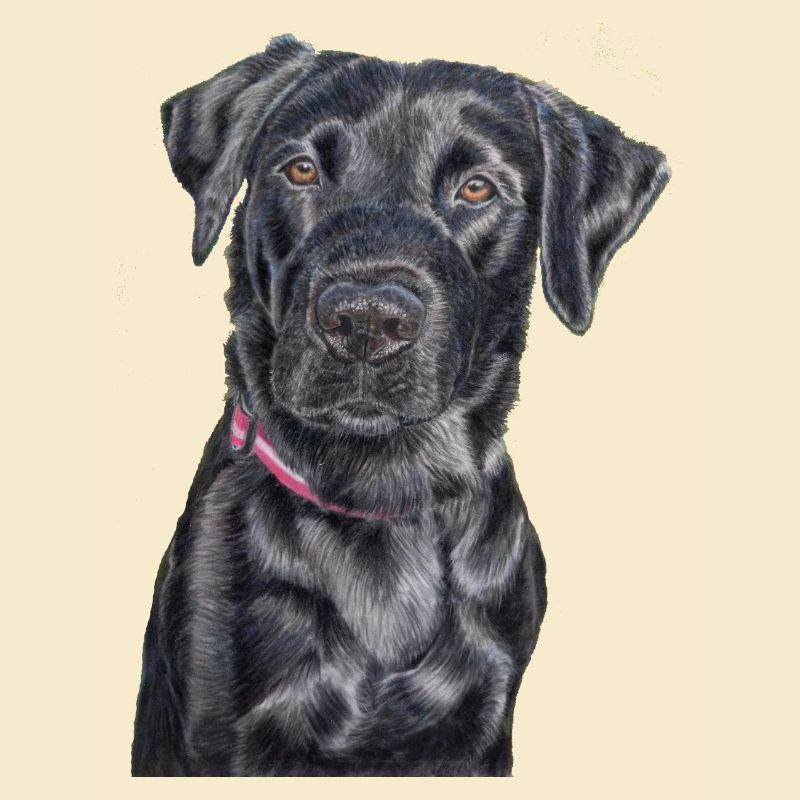 Labrador Retriever Feldweg
