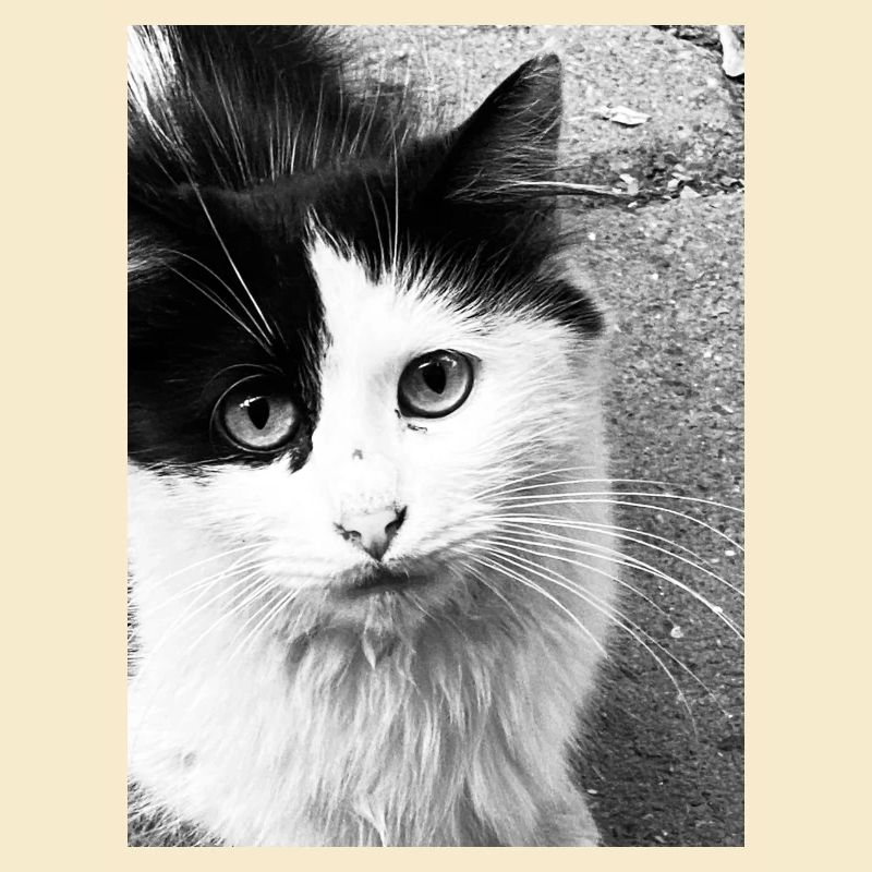 Katzen