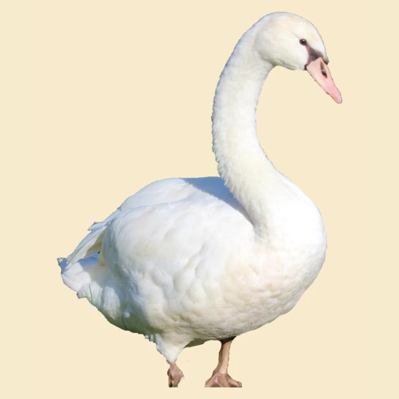 Schwan Ente Vogel Gans