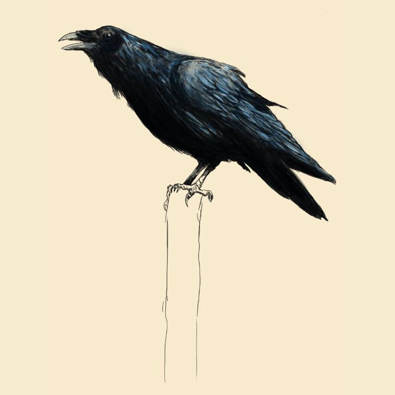 raven