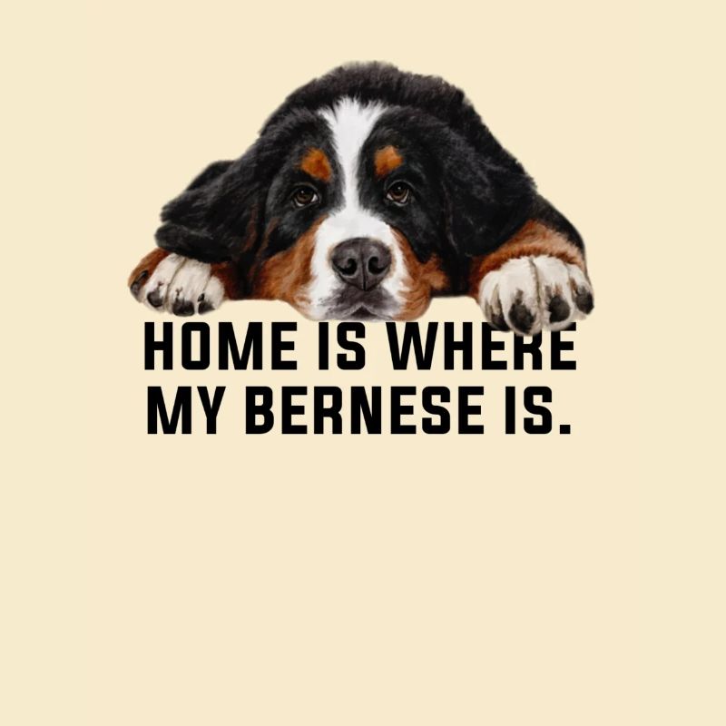 Bouvier bernois