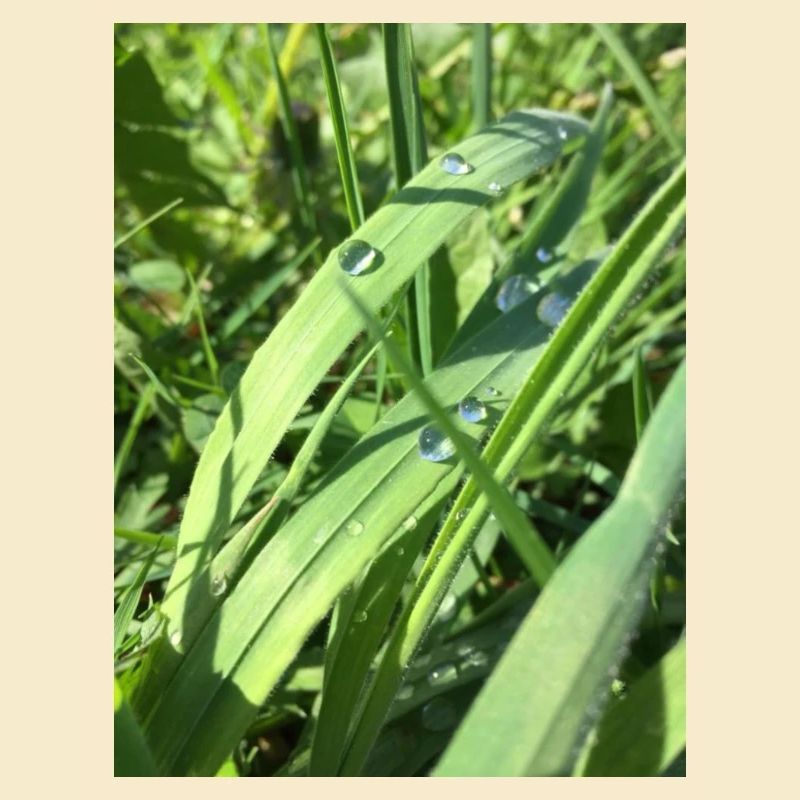Raindrop