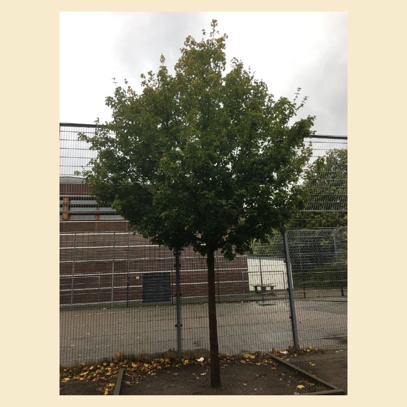 A Tree
