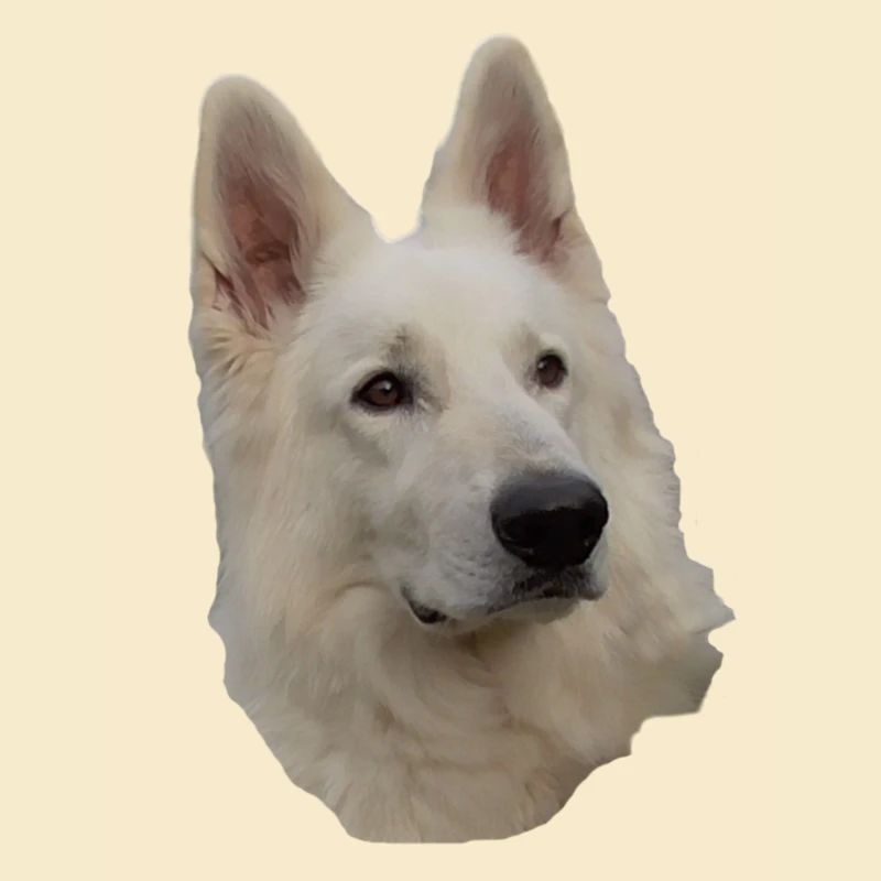 White Shepherd Head