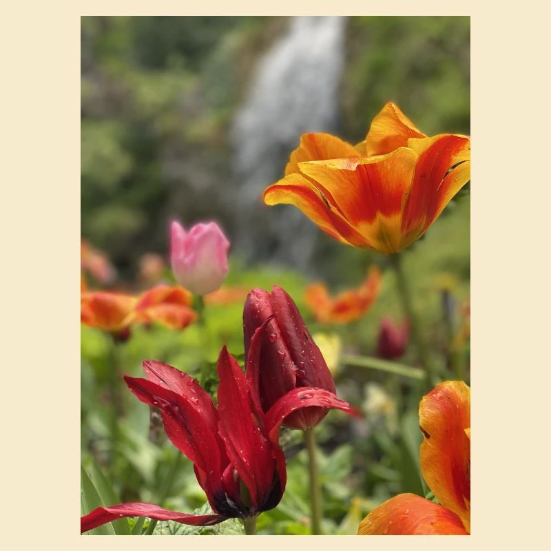 Tulpen bunt
