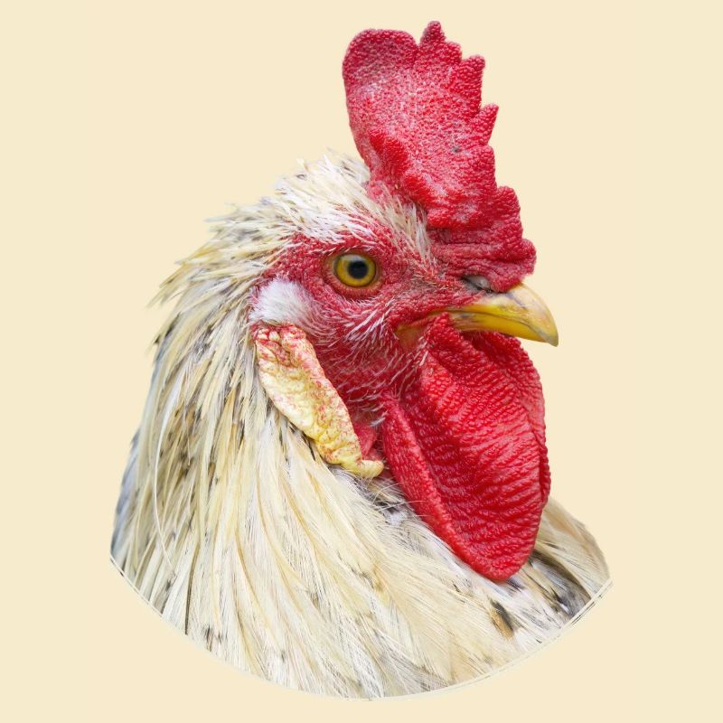 Spécimen de poulet à cravate de coq
