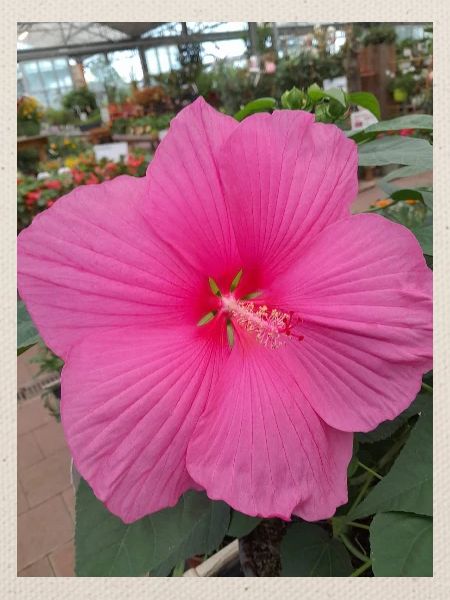 Hibiscus Rose Tropical Glow Textile