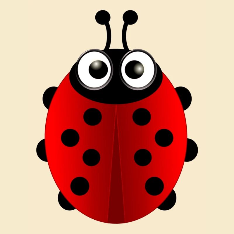 Marienkäfer (ladybug) 01