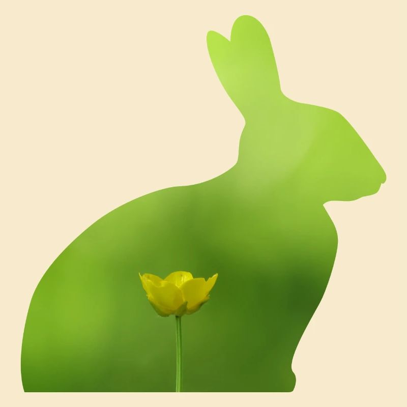 Hase