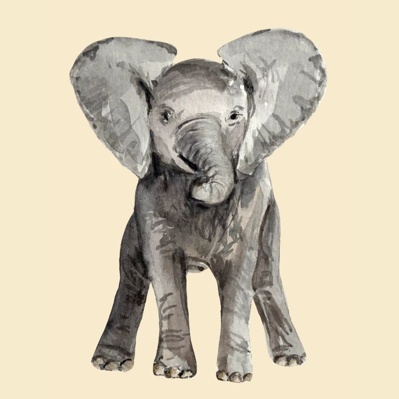 Éléphant bébé