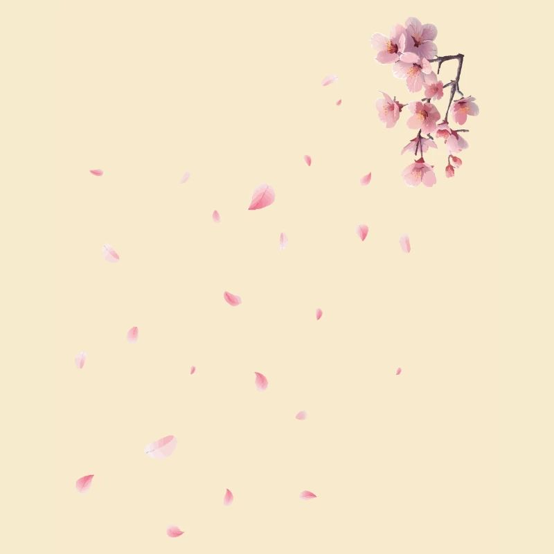 Sakura - Kirschblüten