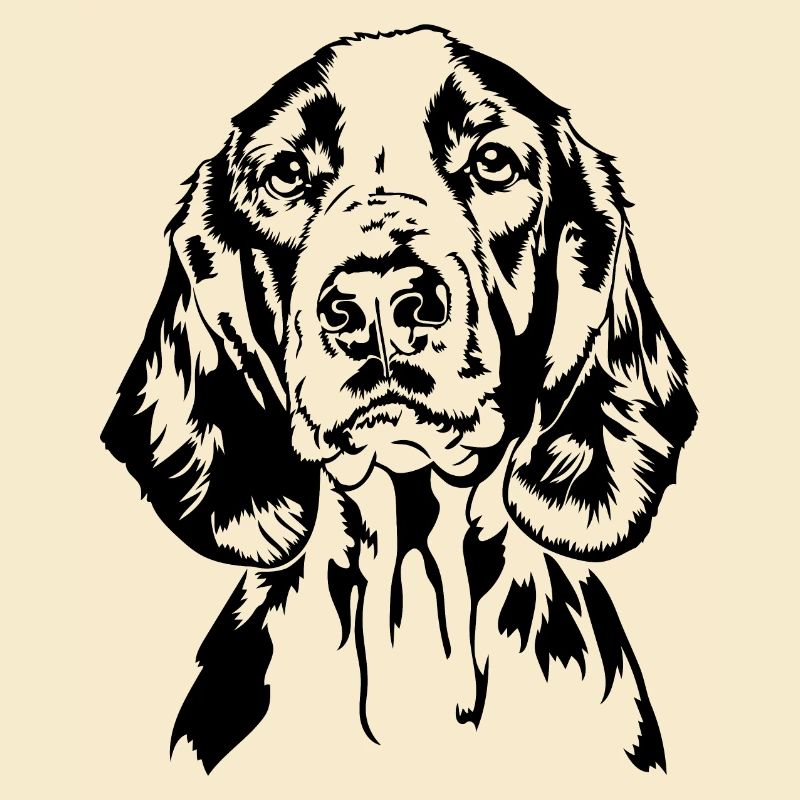 Welsh Springer Spaniel Portrait Hunde Wilsigns