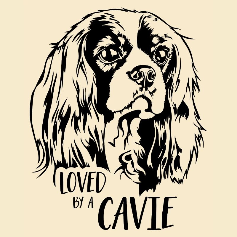 Cavalier King Charles Spaniel aimé par une Cavie