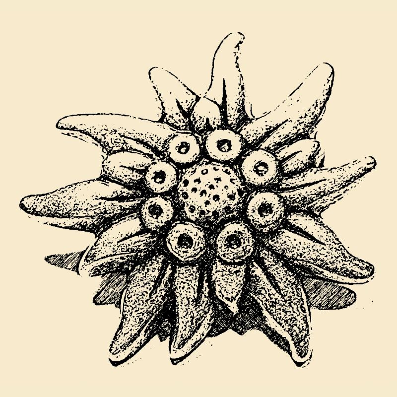 edelweiss