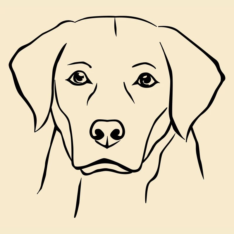 Labrador Hund