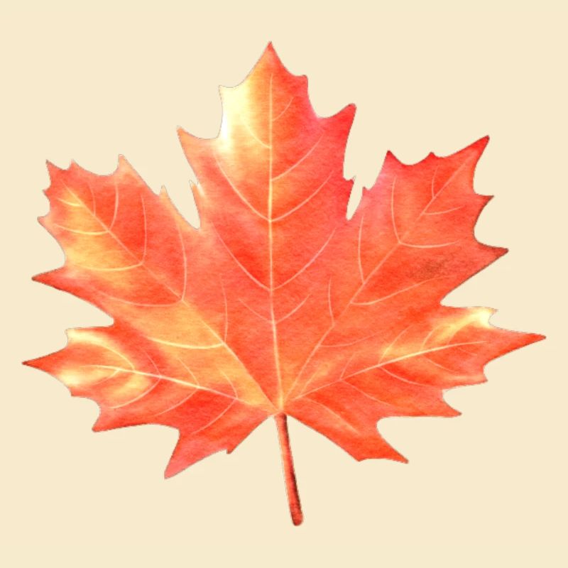 Maple Leaf Couleurs colorées Maple Tree Forest Warm