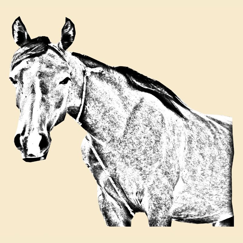 Pferd