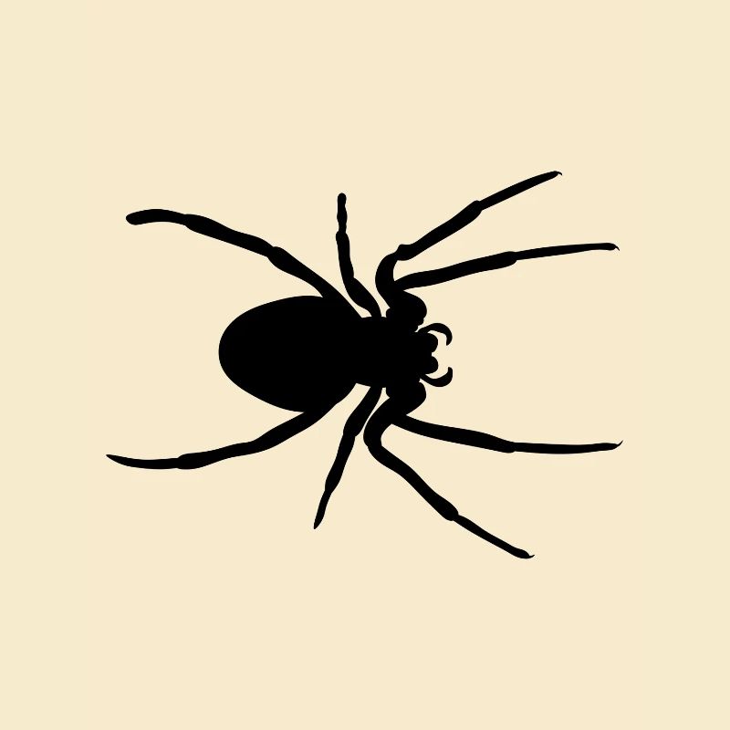 Araignée noire Spinne