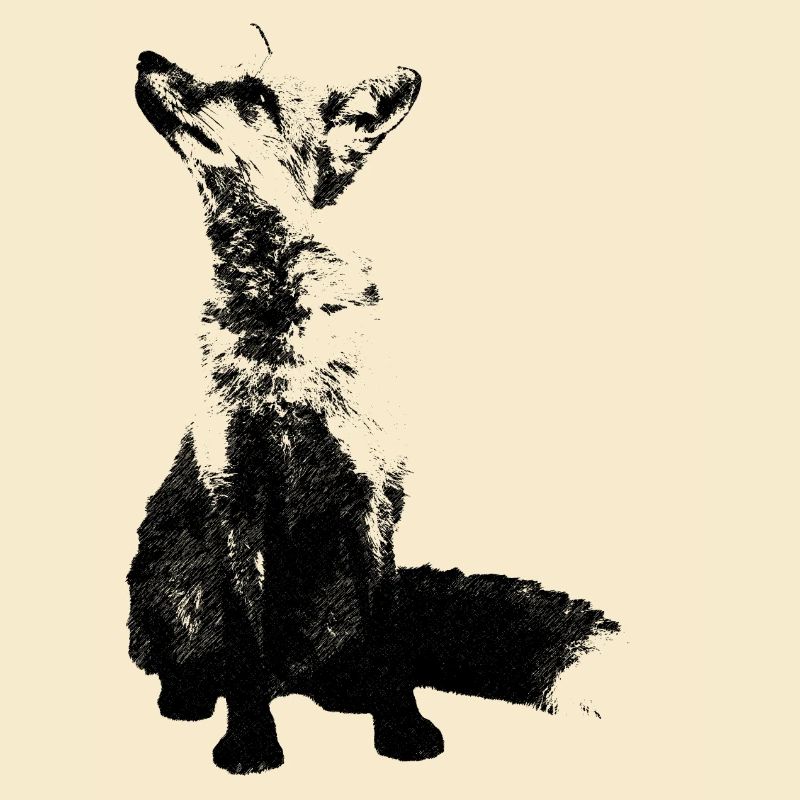 fuchs