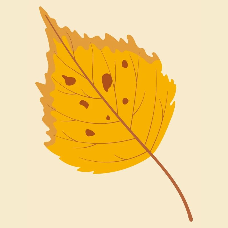Birch leaf