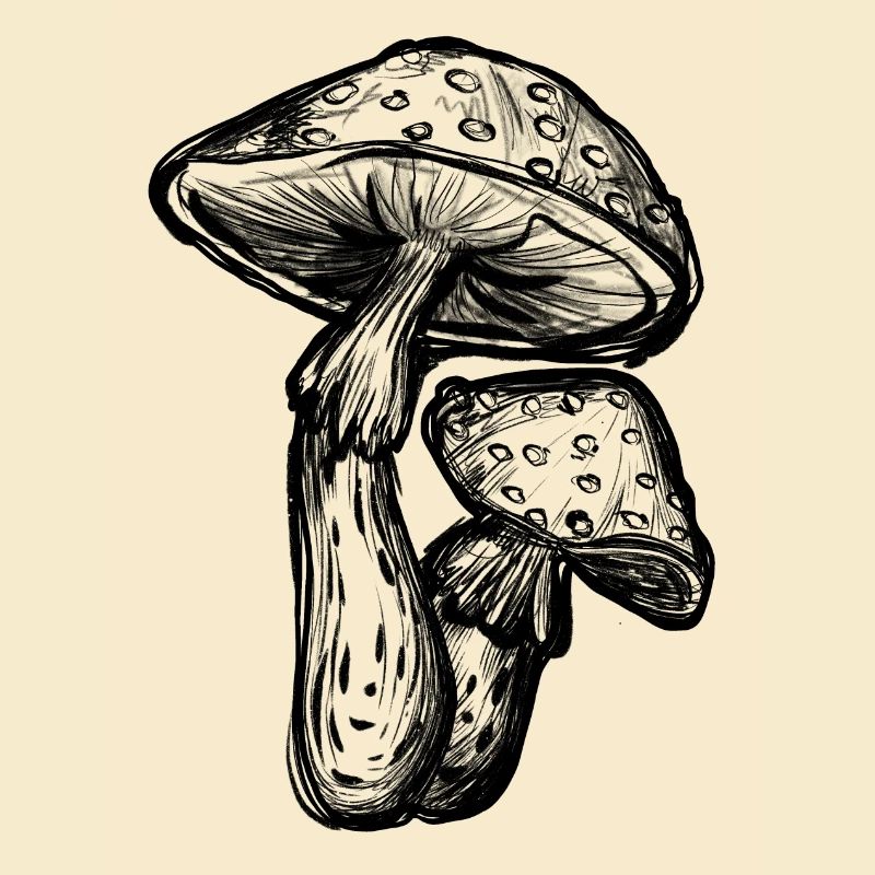 Toadstools Illustration
