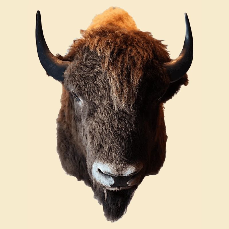 Der Bison wird auch Büffel genannt