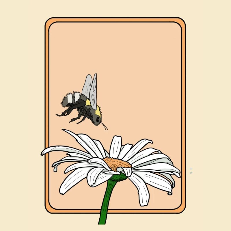 Gänseblümchen und Hummel