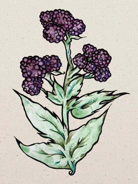 Purple Bloom Botanicals