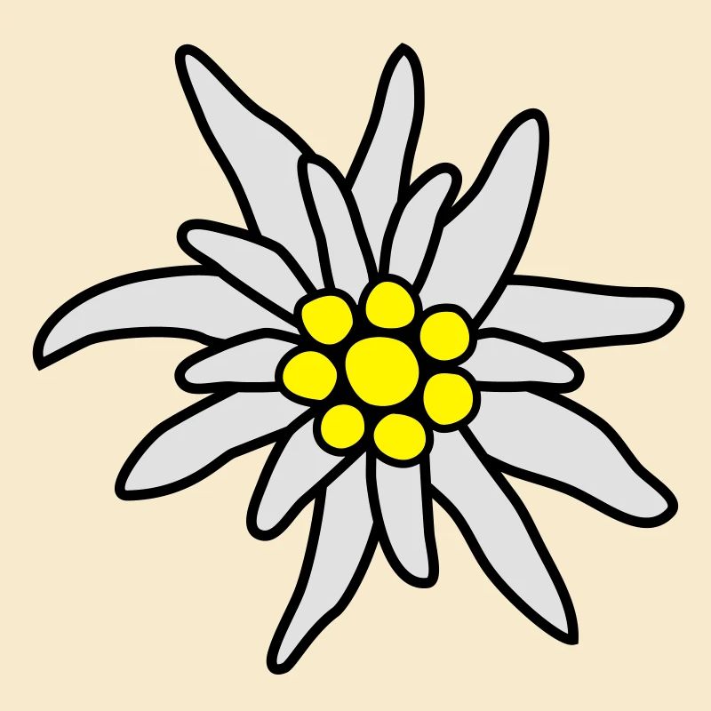 Blüte, Edelweiß