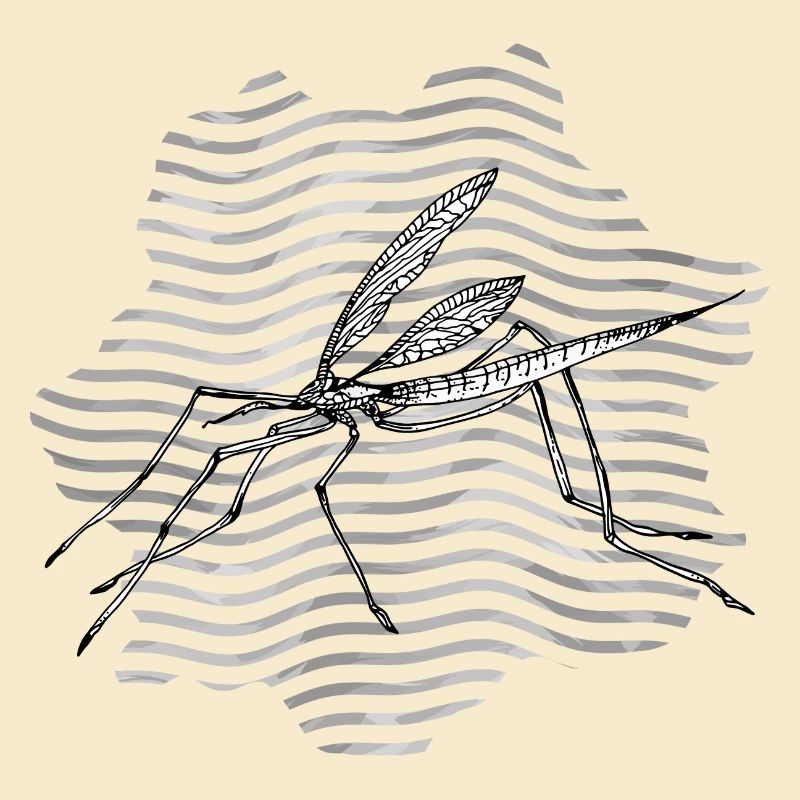 Mosquito